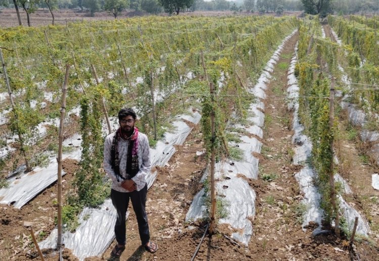 सफलता की कहानी :पारंपरिक फसल छोड़ अपनाई करेले की आधुनिक खेती,